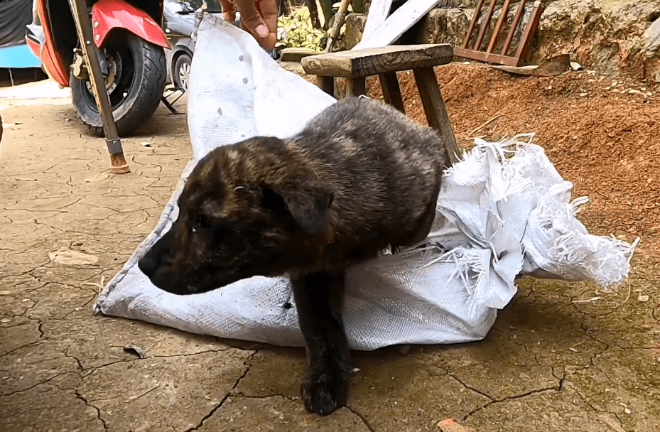 虎斑狗图片多少钱一只_虎斑犬多少钱一只_什么叫虎斑狗