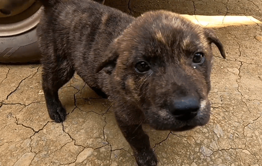 虎斑狗图片多少钱一只_什么叫虎斑狗_虎斑犬多少钱一只