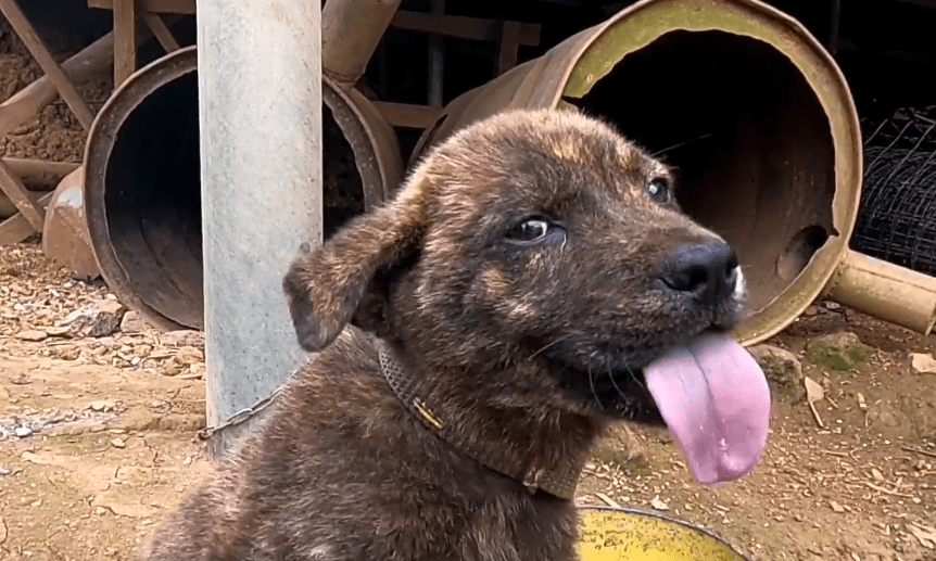 虎斑狗图片多少钱一只_什么叫虎斑狗_虎斑犬多少钱一只