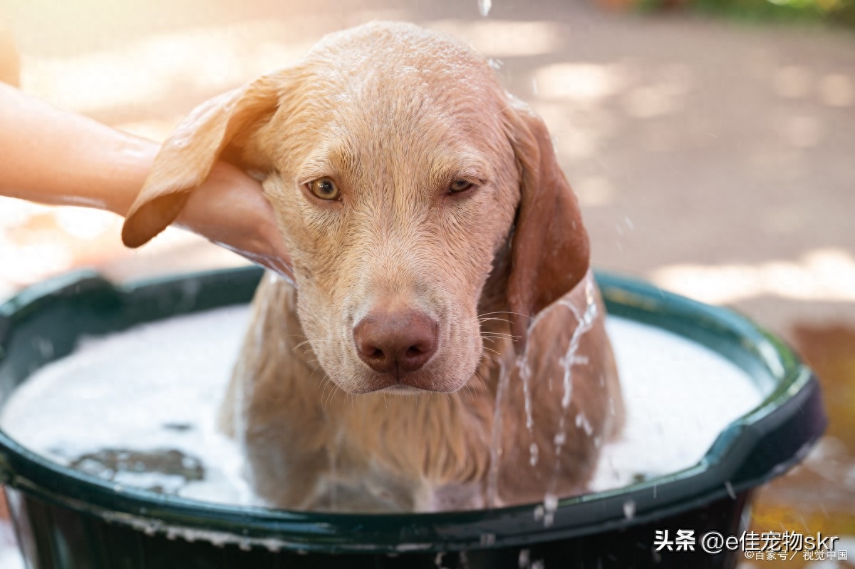 给狗狗洗澡的正确方法_狗狗洗澡的正确方法_狗狗洗澡正确方法视频