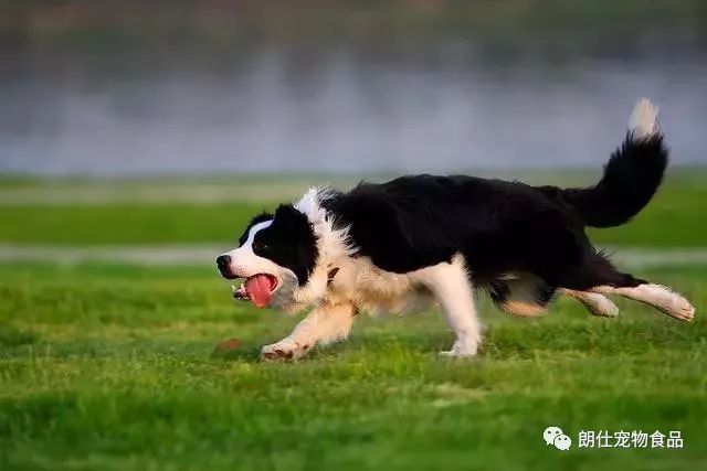 狗狗怀孕吃什么有营养饭_狗狗怀孕吃什么有营养_狗怀孕补充什么营养