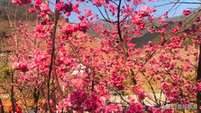 春节攀枝花自驾游攻略_攀枝花自驾一日游哪里好玩_攀枝花旅游攻略自驾游