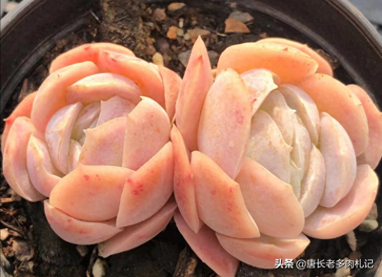 多肉露西娜的养殖方法_多肉植物露西娜_多肉露西娜