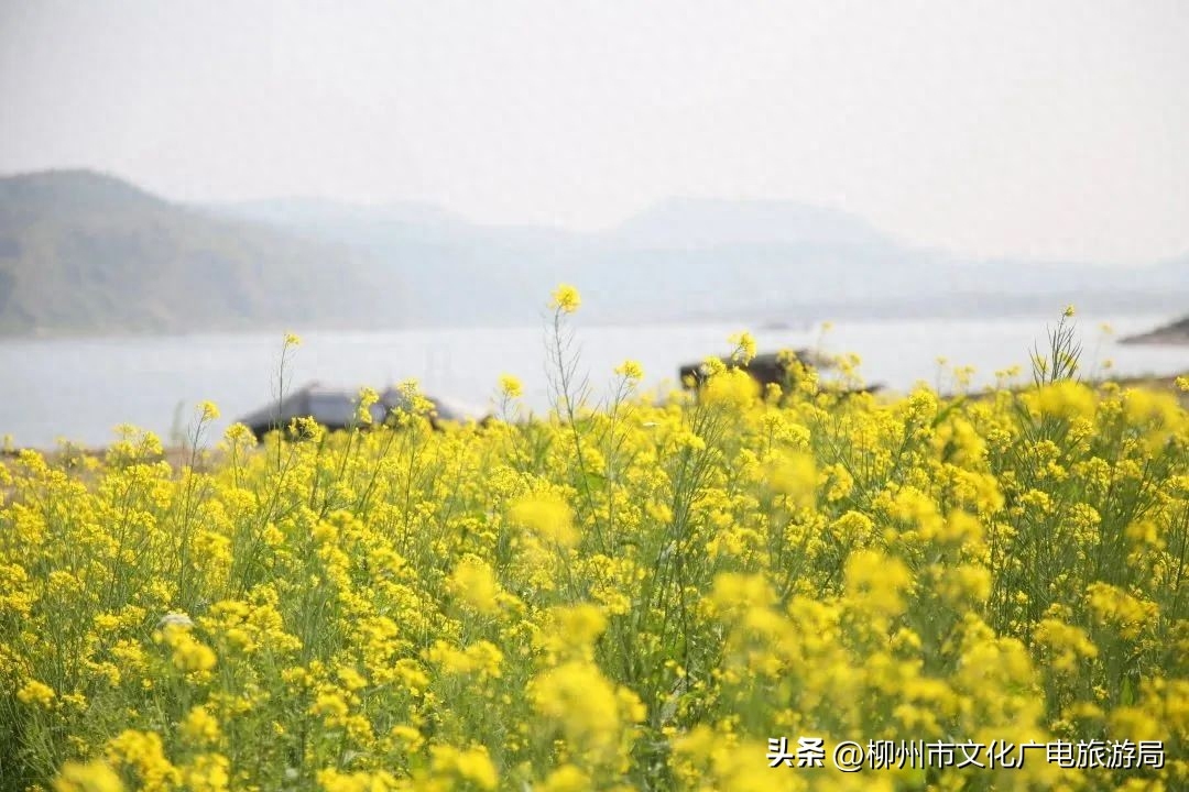 柳州自驾游路线_柳州自驾一日游_柳州自驾游一日游攻略