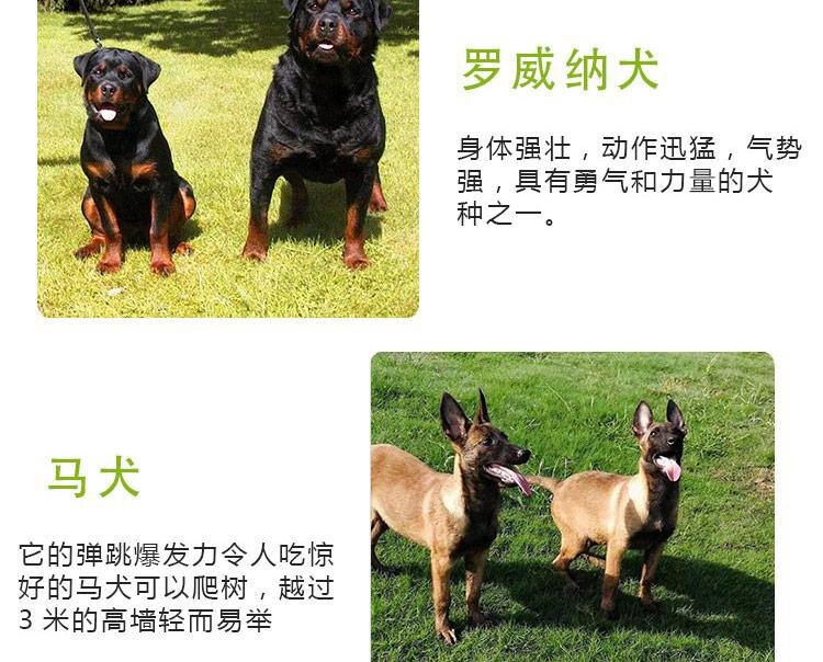 幼犬阿拉斯加多少钱一只_阿拉斯加小狗崽多少钱一只_阿拉斯加犬多少钱一只幼崽