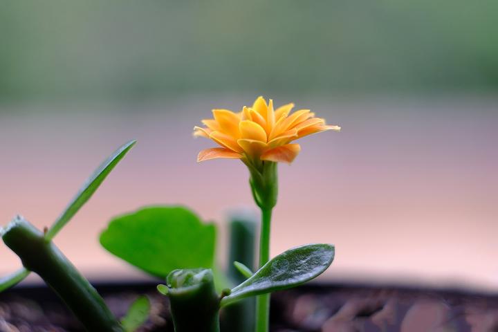 多肉 开花_多肉开花代表什么是好还是不好