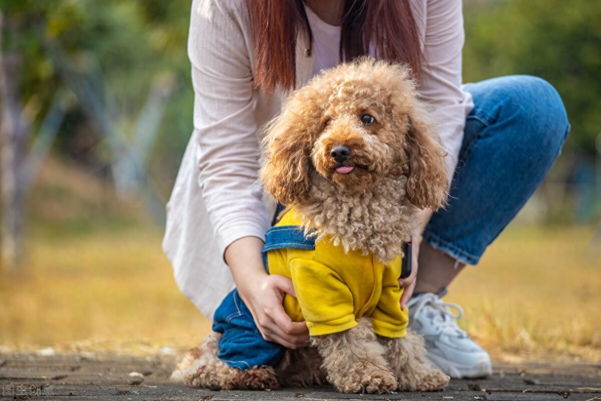 泰迪go_泰迪狗一只多少钱_泰迪狗钱只