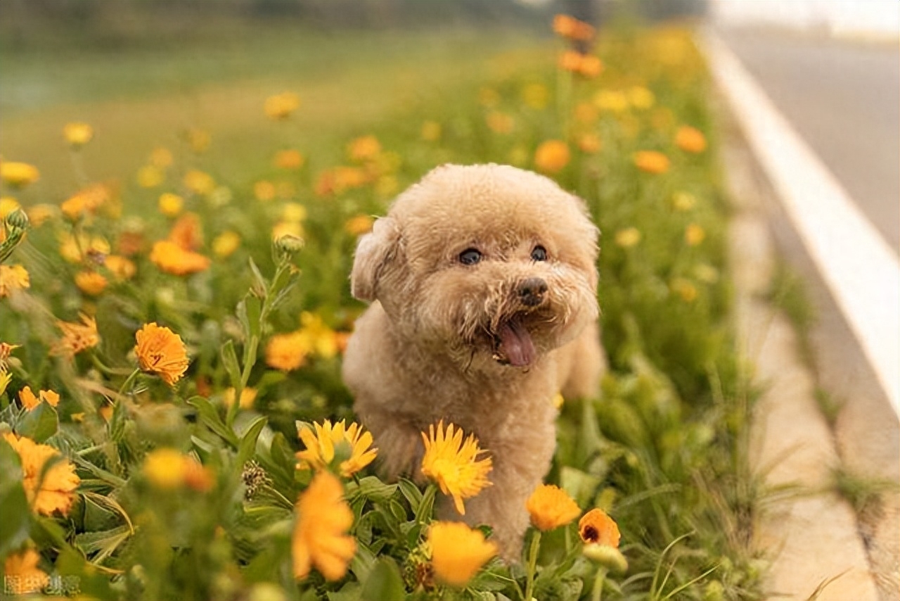 泰迪狗一只多少钱_泰迪dog_泰迪go