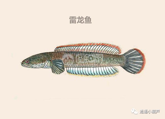 雷龙鱼-雷龙鱼品种大全-观赏鱼