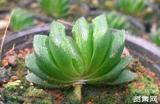 一文了解多肉植物玉扇的养殖方法及常见病虫害防治