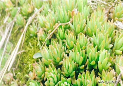 养殖多肉植物注意事项_事项养殖多肉注意什么_多肉养殖注意事项