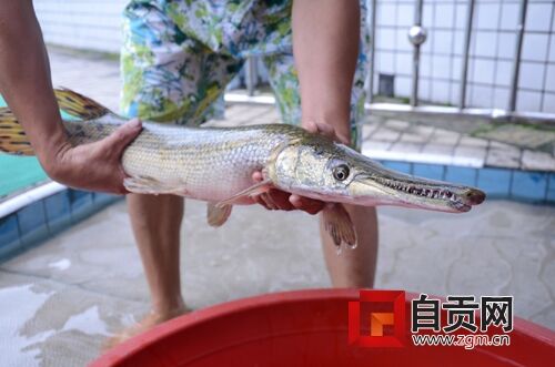 鳄鱼嘴巴长_鳄鱼嘴鱼身体是什么鱼_长嘴鳄观赏鱼