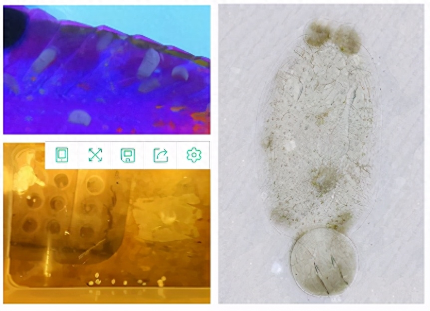 海水观赏鱼图鉴1000种_海水观赏鱼图鉴1000种_海水观赏鱼图鉴1000种