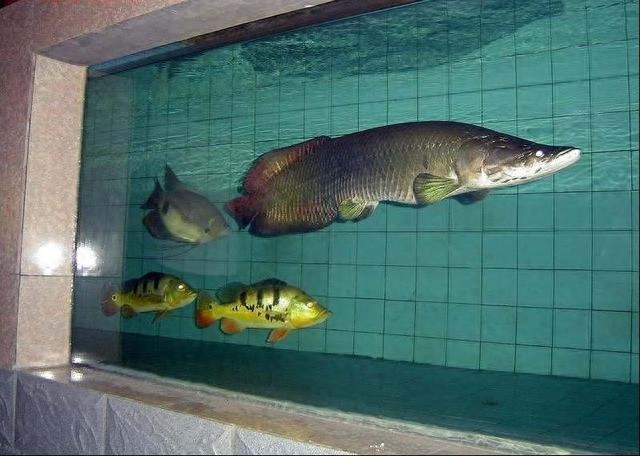 海水观赏鱼图鉴1000种_海水观赏鱼图鉴1000种_海水观赏鱼图鉴1000种