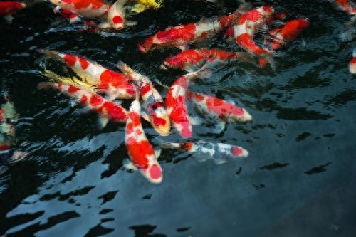 海水观赏鱼图鉴1000种_海水观赏鱼图鉴1000种_海水观赏鱼图鉴1000种