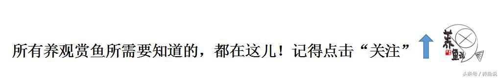 关于观赏鱼，你是否了解得足够多？真正的观赏鱼其实是这样