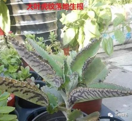 落地生根多肉植物有毒吗_落地生根多肉植物_多肉落地生根