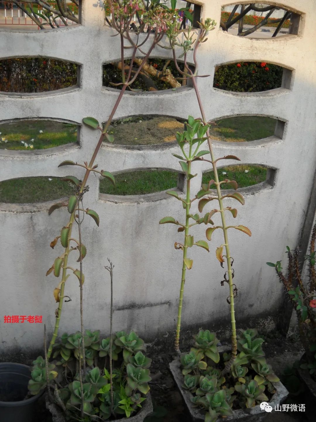 多肉落地生根_落地生根多肉植物_落地生根多肉植物有毒吗