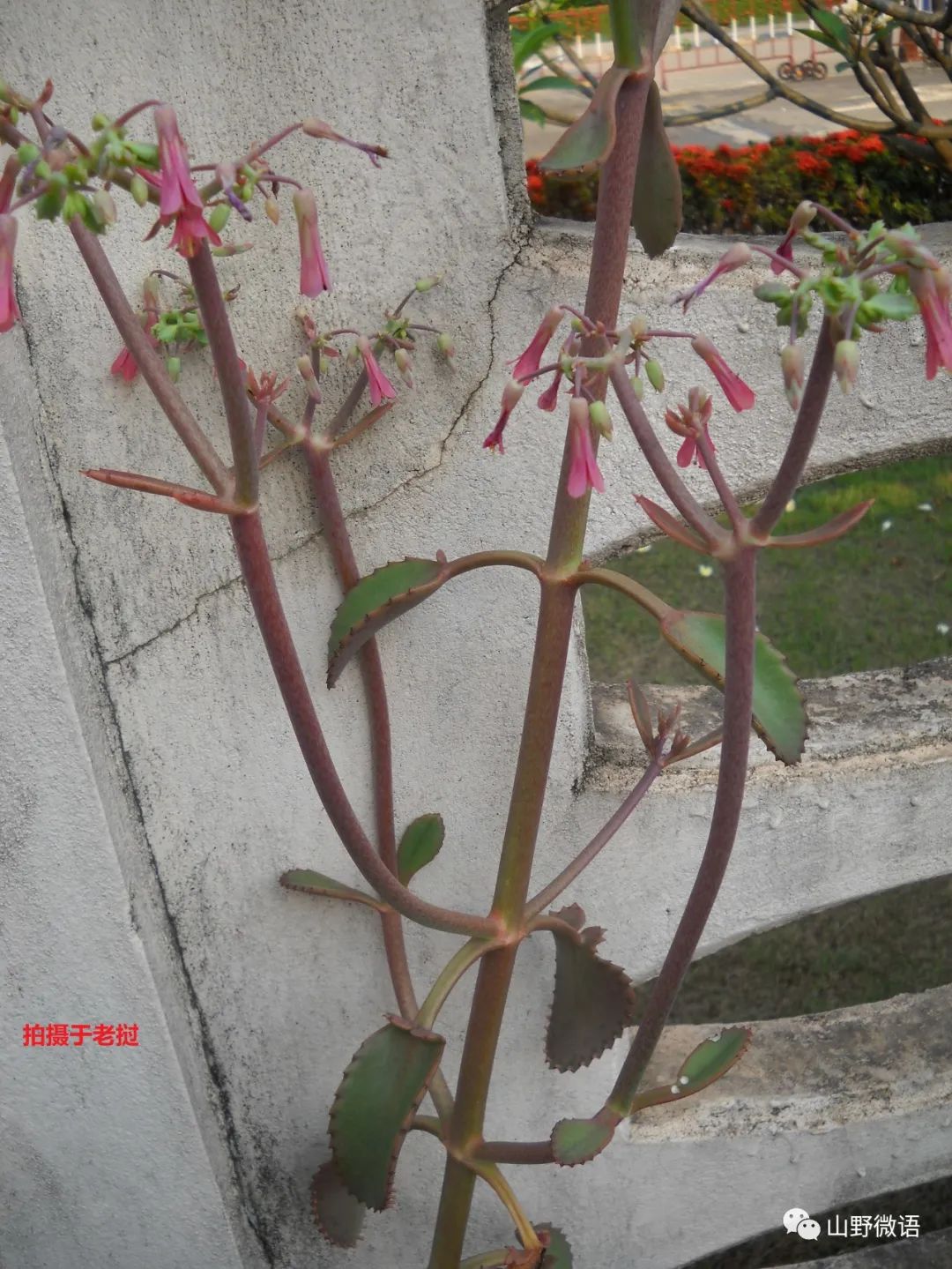 多肉落地生根_落地生根多肉植物_落地生根多肉植物有毒吗