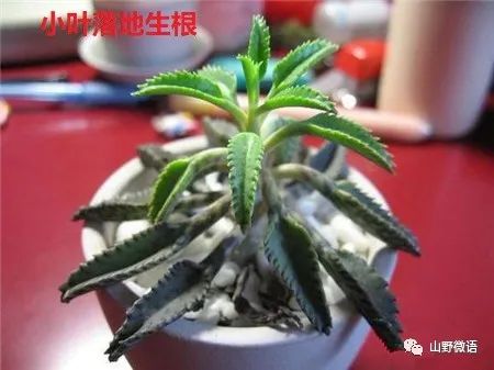 落地生根多肉植物_落地生根多肉植物有毒吗_多肉落地生根