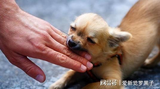 狗狗打的狂犬疫苗价格_给狗打疫苗多少钱狂犬_给狗狗打狂犬疫苗多少钱