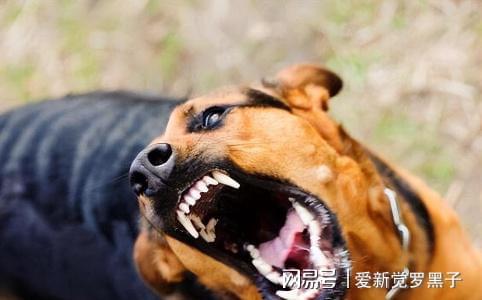 狗狗打的狂犬疫苗价格_给狗狗打狂犬疫苗多少钱_给狗打疫苗多少钱狂犬