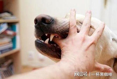 给狗狗打狂犬疫苗多少钱_给狗狗打狂犬疫苗多少钱_给狗狗打狂犬疫苗多少钱