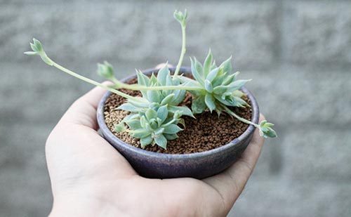 多肉植物种植方法