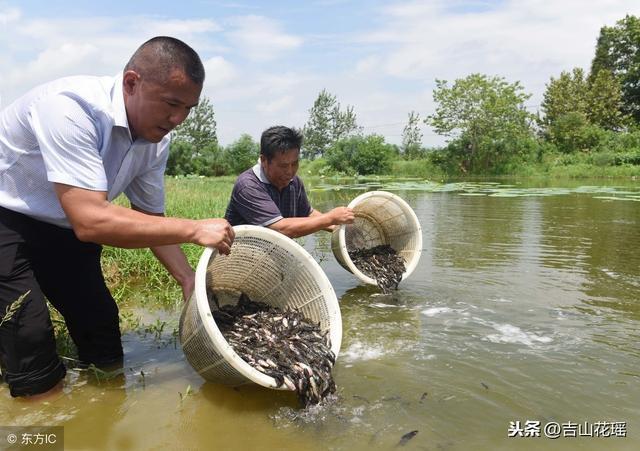 鱼苗培育关键技术要点