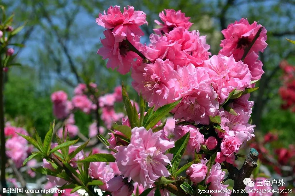 4月29（周一）丹东河口赏桃花休闲一日游