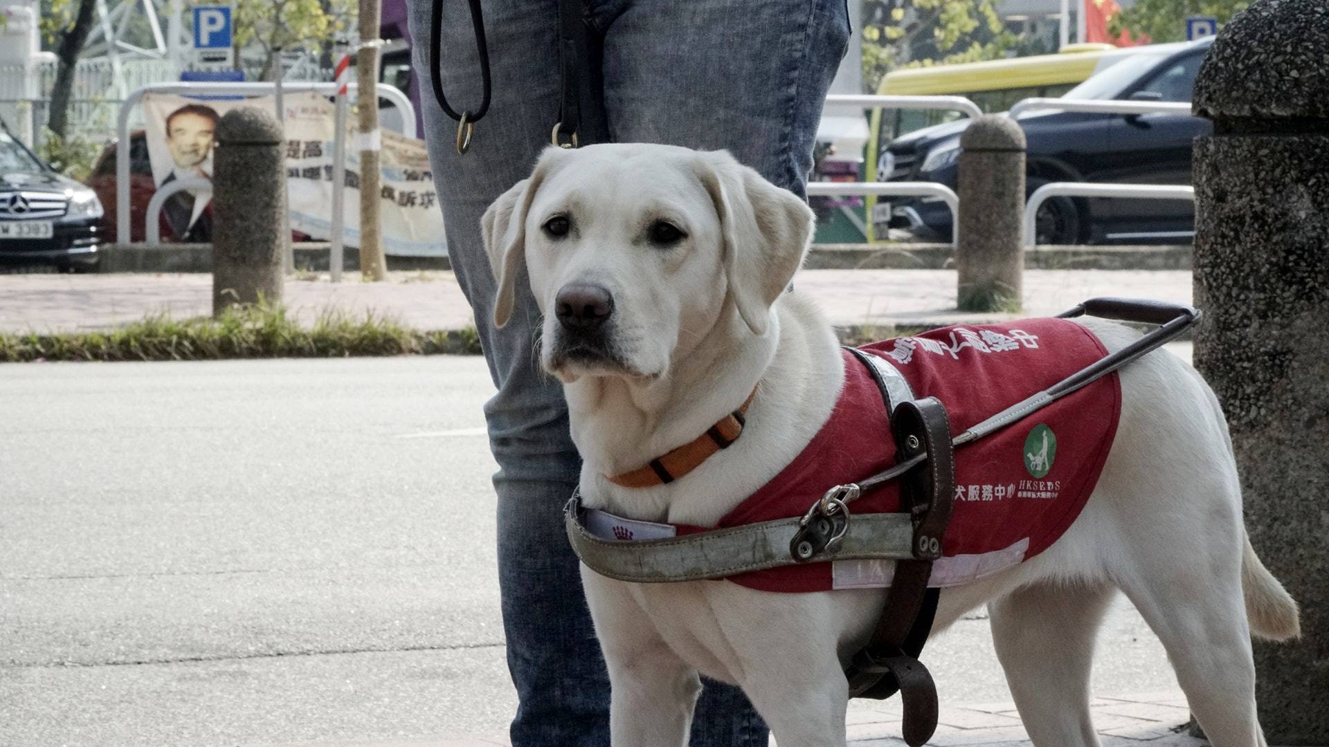 拉布拉多幼犬怎么喂养方法_喂养幼犬拉布拉多方法图片_幼犬拉布拉多怎么训练拉屎