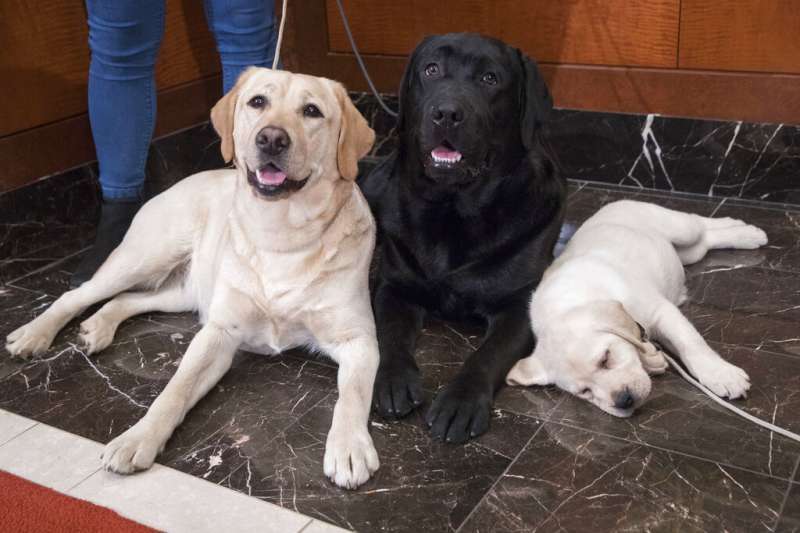 拉布拉多幼犬怎么喂养方法_喂养幼犬拉布拉多方法图片_幼犬拉布拉多怎么训练拉屎