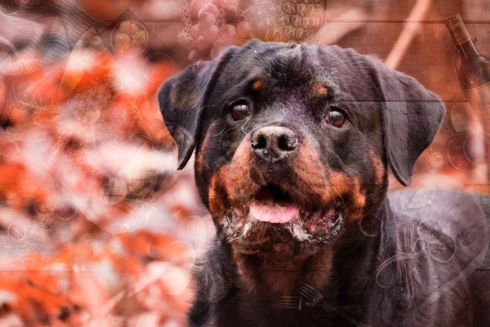 小型犬有哪些_小型犬都有_小型犬都有那种