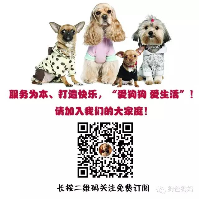 小型犬都有_小型犬有哪些_小型犬都有那种