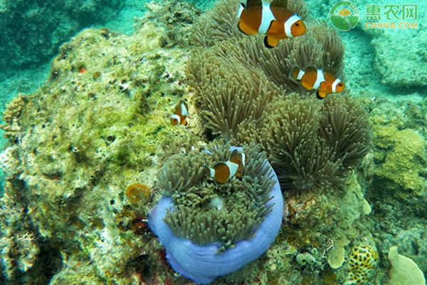 海水大型观赏鱼_海水观赏小型鱼有哪些_小型海水观赏鱼