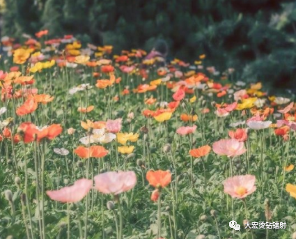 祝福语节日_三八节祝福语怎么写_祝福语的语怎么写