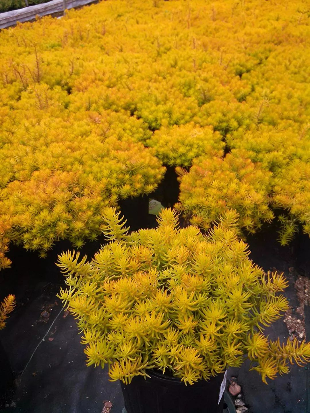 景观多肉植物选择_景观多肉植物立体盆景_多肉 景观