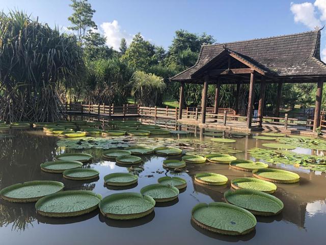 百度西双版纳旅游景点_云南西双版纳旅游景点大全排行_广西西双版纳旅游景点攻略自由行