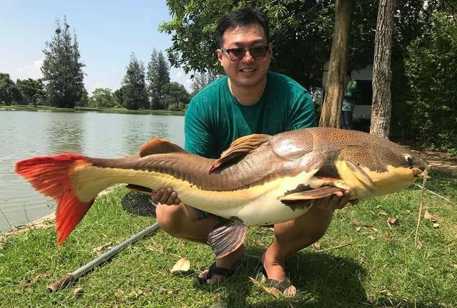 招财猫鲶鱼_观赏招财猫鲶鱼鱼苗图片_观赏鱼鲶鱼招财猫