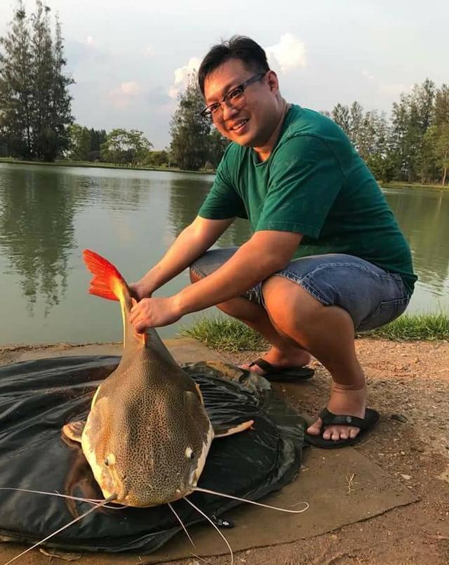 观赏招财猫鲶鱼鱼苗图片_观赏鱼鲶鱼招财猫_招财猫鲶鱼