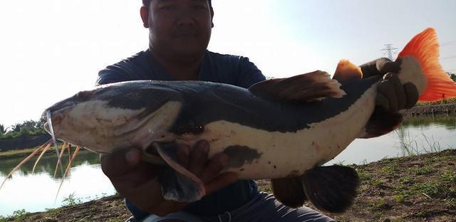 观赏鱼鲶鱼招财猫_观赏招财猫鲶鱼鱼苗图片_招财猫鲶鱼