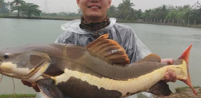 观赏鱼鲶鱼招财猫_招财猫鲶鱼_观赏招财猫鲶鱼鱼苗图片