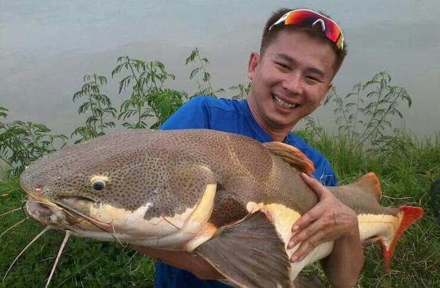 招财猫鲶鱼_观赏招财猫鲶鱼鱼苗图片_观赏鱼鲶鱼招财猫