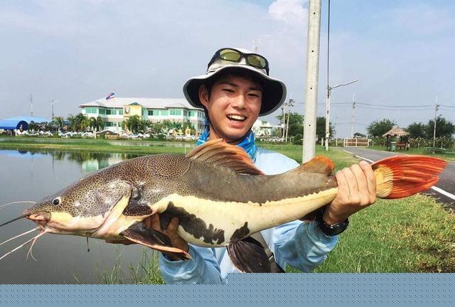 观赏鱼鲶鱼招财猫_观赏招财猫鲶鱼鱼苗图片_招财猫鲶鱼