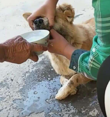 狗抖动身体是什么意思_狗狗身体一直在颤抖是为什么_狗抖身体会抖出什么吗