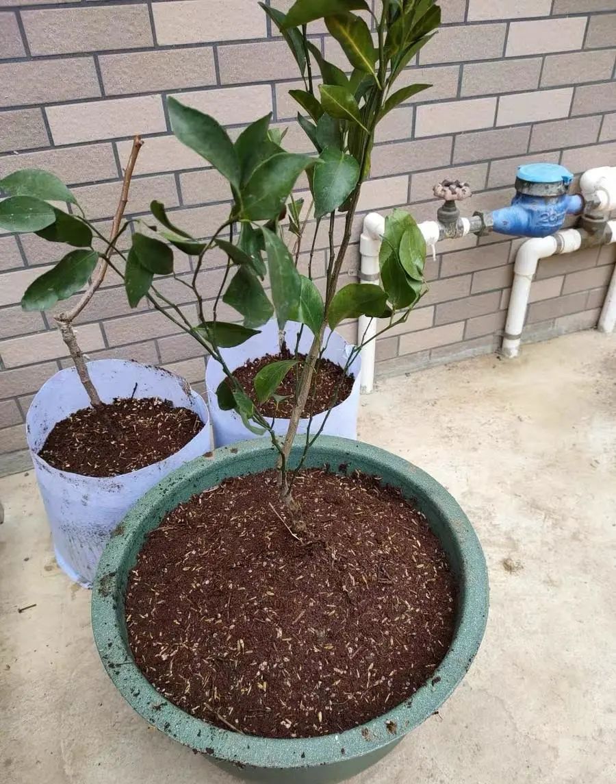 多肉泥炭土_多肉植物泥炭土_纯泥炭土种多肉