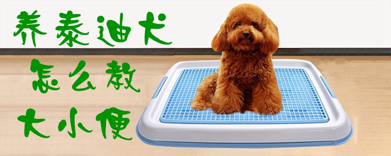 养泰迪犬怎么教大小便