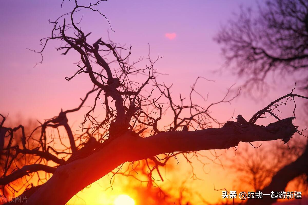 胡杨林旅游团报价_胡杨林旅游路线_胡杨林景区旅游攻略