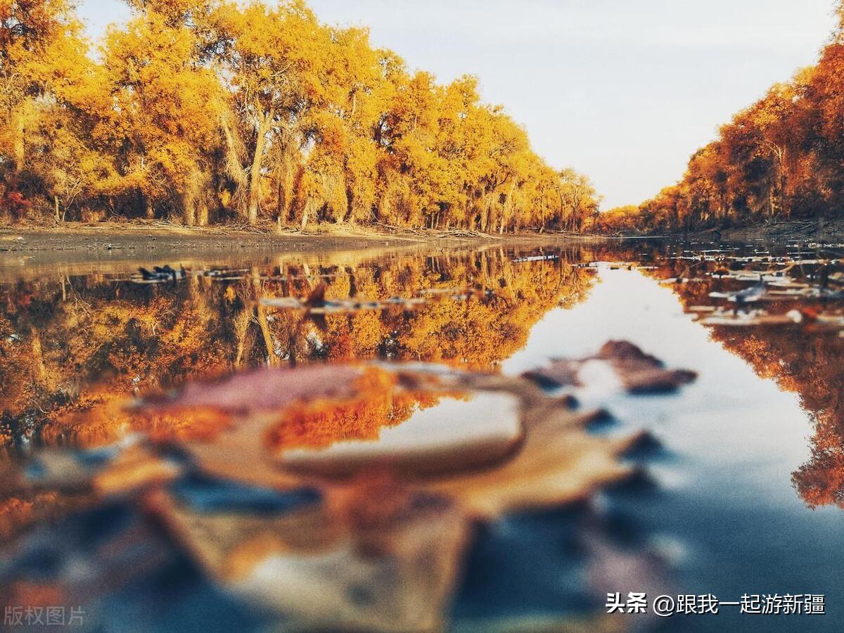 胡杨林旅游团报价_胡杨林景区旅游攻略_胡杨林旅游路线