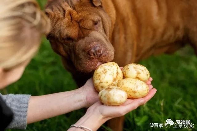 狗狗蔬菜吃可以补钙吗_狗狗吃蔬菜水果吗_狗狗可以吃什么蔬菜